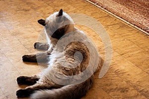 A striking blue-eyed Birman cat with sealed point markings, captured in a peaceful moment while resting on the floor