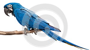 A striking blue macaw perched on a branch, showcasing its vibrant blue feathers and detailed texture against a white background
