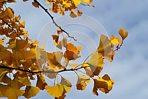 Yellow Leaves Ginko Biloba Maidenhair Tree