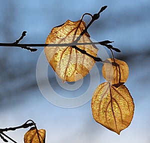 Striking brown veined autumn leaves backlit