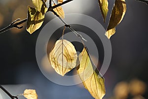 Striking brown veined autumn leaves backlit