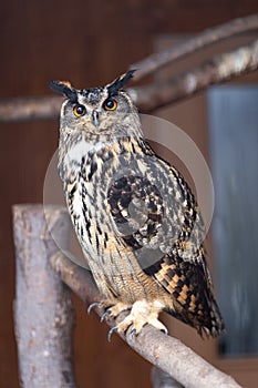 Striking captive great horned owl perched in its enclosure staring