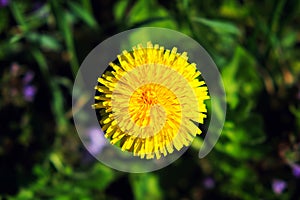 In this striking close-up, a brilliant yellow dandelion flower takes center stage against a backdrop of luxuriant green grass,