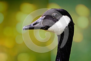 Striking close up of head of adult Canada Goose - side view - in Wiltshire, UK