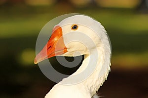 Striking Close-up Goose Head