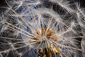 Striking closeup of a dandelion head against a blue and black ba