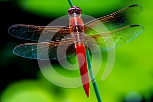 Striking Closeup Overhead View of Red Skimmer or Firecracker Dragonfly with Crisp, Detailed, Intricate, Gossamer Wings photo