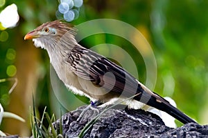 A Striking Closeup Pose of a Guira Cuckoo Bird.