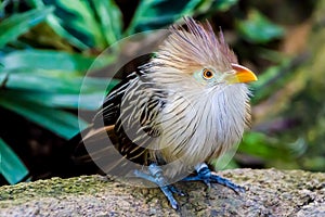 A Striking Closeup Pose of a Guira Cuckoo Bird