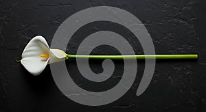 Elegant white Calla Lily on dark stone surface