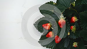 Striking contrast of ripe strawberry leaves against clean white backdrop