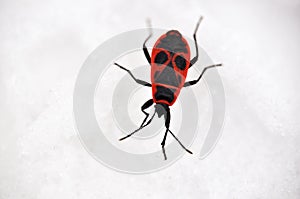 a striking contrast between a vibrant red and black bug against the pristine white snow, showcasing the insectÃ¢â¬â¢s intricate photo