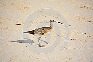 Striking Curlew Bird Walking on a Beach