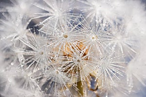 Striking dandelion seeds reminiscent of cold snowflakes in winter