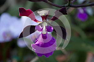 Striking Deep Purple and Mauve Fragrant Oncidium Orchid Flower