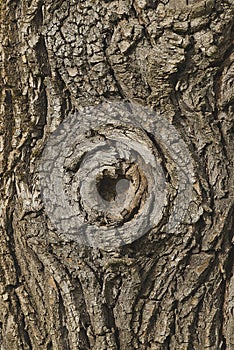 Striking details and shapes of an oak bark tree