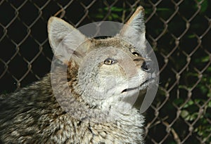 North American Coyote Portrait
