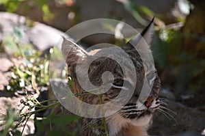 Striking Face of a Wild Bobcat Up Close