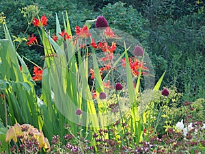 Striking garden plants firey Crocosmia and drumstick Allium