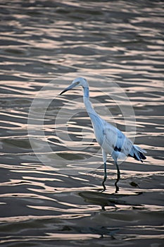 Striking Heron Wading in Shallow Waters