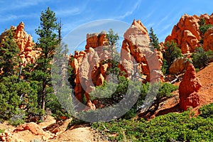 Hoodoos and Pines in Red Rock Canyon State Park in the American Southwest, Utah, USA photo