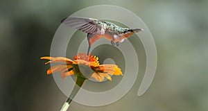 Striking Hummingbird drinking from an orange Mexican Sunflower - Trochilidae photo