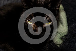 A striking image of a black cat\'s face, centered on its intense yellow eyes.