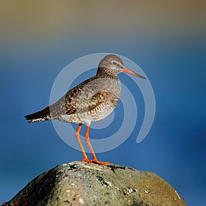 Vibrant Common Redshank Perched on Stone against a Dramatic BrownBlue Backdrop, Showcasing the Agile Grace of This Shorebird in