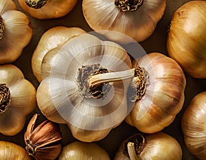 Single Head of Fresh Garlic on Dark Background