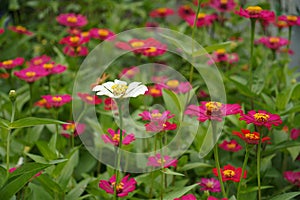A striking image of a solitary white Zinnia flower amidst a backdrop of red and purple blooms (Zinnia elegans)