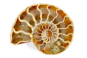 Striking Isolated Single Nautilus Fossil on White photo