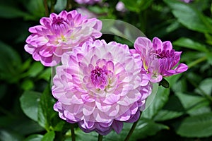 Striking lavender-lilac Waterlily Dahlia flowers