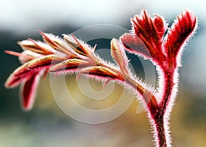 Striking macro closeup of prickly Mimosa pudica or Mimosa pigra sensitive plant, known as Shameplant, Sleepy plant.