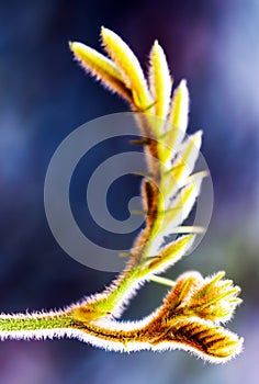 Striking macro closeup of prickly Mimosa pudica or Mimosa pigra sensitive plant, known as Shameplant, Sleepy plant.