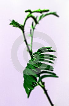 Striking macro closeup of prickly Mimosa pudica or Mimosa pigra sensitive plant, known as Shameplant, Sleepy plant.