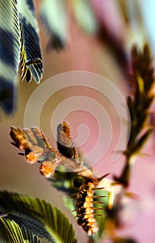 Striking macro closeup of prickly Mimosa pudica or Mimosa pigra sensitive plant, known as Shameplant, Sleepy plant.