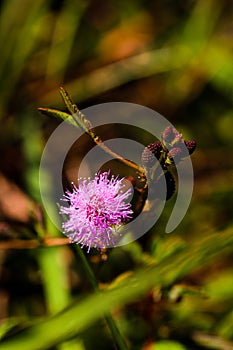 Striking macro flower closeup of Mimosa pudica or Mimosa pigra sensitive plant, also known as Shameplant, Sleepy plant.