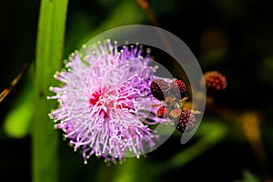 Striking macro flower closeup of Mimosa pudica or Mimosa pigra sensitive plant, also known as Shameplant, Sleepy plant.