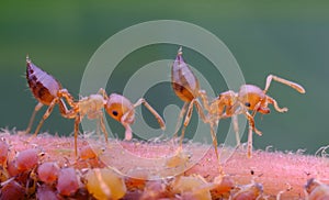 Striking macro shot of ants clustered around