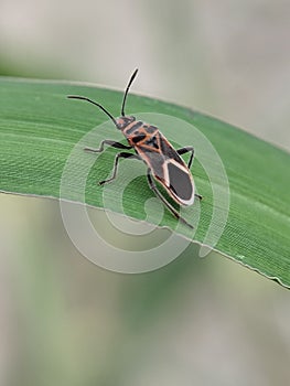 Striking milkweed bug on a vibrant green leaf.