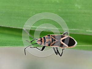 Striking milkweed bug on a vibrant green leaf.