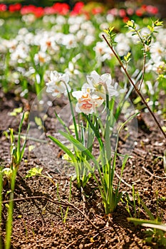 A striking narcissus with an orange center, standing out among other flowers and green foliage