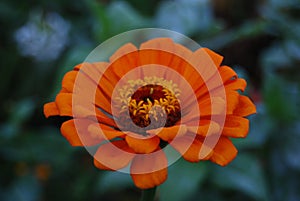 Striking Orange and yellow  Zinnia Flower in green garden with blurred background