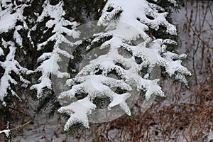 Striking pattern of snow on spruce boughs