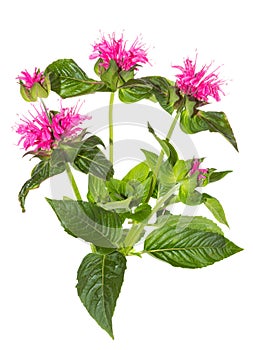 Striking pink flowers of the Crimson Beebalm photo