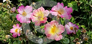 Striking Pink and Golden Wild Roses in the Mountains of Utah