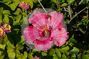 Striking Pink Hibiscus Flower in garden