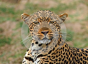 Striking pose of a beautiful african leopard in south luagwa national park