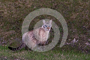 Striking rare Ojos Azules spotted cat with part of right ear missing looking back photo