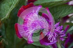 Striking Red Fuzzy Curly Celosia